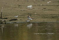 HJ6- 1841- Charadrius semipalmatus, Calidris minutilla.jpg