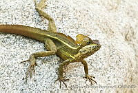 CNS1341 Basiliscus vittatus.jpg