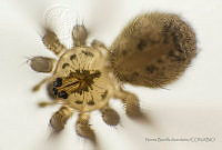 NBA01 Salticidae.jpg