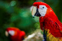 OFOR01 Ara macao.jpg