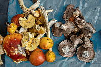 IMDOC Hong 0015 Russula lutea.jpg