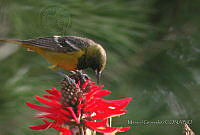 MGaves 765 Icterus parisorum.jpg
