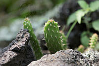 ZAPF0497 Opuntia sp..jpg