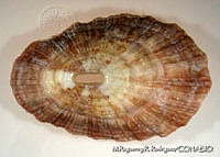 MRyRR0007 Amastra cylindrica.jpg