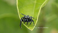 SM0003 Paraphidippus aurantius.jpg