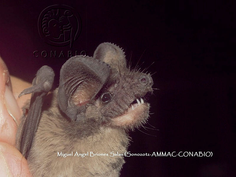 ProyME004%2000293%20Tadarida%20brasiliensis.jpg.kCedubP MandlWdjQA3g0JtbmFja29CbnFuZ3NAbXJ6LGtwZwA.N8ohJomlKQ