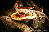 CIR001 Ganoderma lucidum.jpg