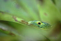 JCAS06 Abronia smithi.jpg