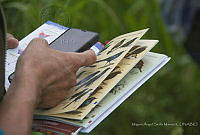 MASM07247 Yucatán, México.jpg