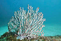 CNS1081 Muricea californica.jpg