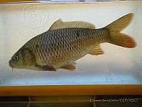 ESG0184 Cyprinus carpio.jpg