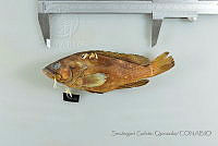 SGQ1233 Epinephelus labriformis.jpg