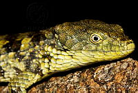 ECA0142 Abronia oaxacae.jpg