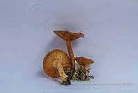 ZAPF 0621 Infundibulicybe gibba.jpg