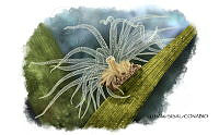 NE018 0935 Bunodeopsis antilliensis.jpg