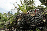 ZAPF0533 Mammillaria magnimamma.jpg