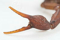 MASM07517 Centruroides noxius.jpg