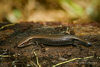 EGP0376 Mesaspis juarezi.jpg