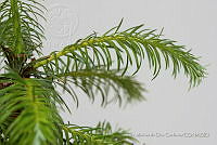 IMDOC 4818 Abies religiosa.jpg