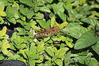 SG002 0128 Melanoplus differentialis.jpg