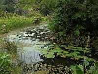 JVB0005 Nymphaea ampla.jpg