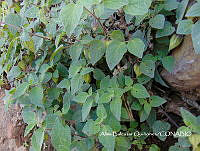 ZG007 0147 Physalis philadelphica.jpg