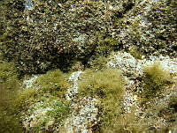 EFBP049 Phaeophyceae.jpg