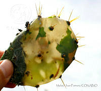 MyJF03 Opuntia stricta var. dilleni.jpg