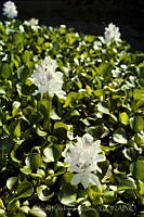 030 Eichhornia crassipes.jpg