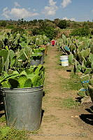 IMDOC0932 Opuntia sp..jpg