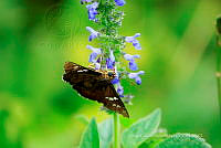 DGML 004 Urbanus proteus.jpg