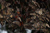 IDG1847 Danaus plexippus.jpg