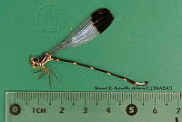 MRAA 0122 Palaemnema paulicaxa.JPG