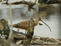 MHS0054 Numenius americanus.JPG