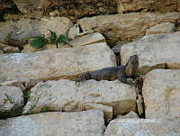 CGL4993 Ctenosaura pectinata.jpg