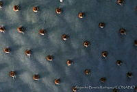 AB0128 Opuntia sp..jpg