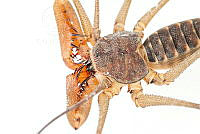 MASM07841 Acanthophrynus coronatus.jpg