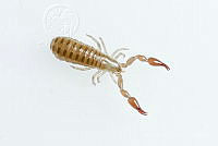 MASM07880 Pseudoscorpiones.jpg