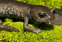ECA0042 Aquiloeurycea cephalica.jpg