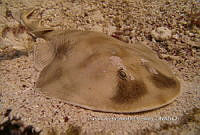 CCADS 0007 Narcine brasiliencis.jpg