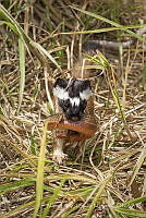 MASM07818 Mustela frenata.jpg