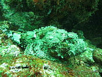 CGG1083 Scorpaena plumieri.JPG