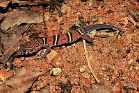ISZ0017 Coleonyx elegans.jpg