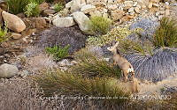 GECI001 Odocoileus hemionus ssp. cerrosensis.jpg