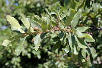 GFF0017 Quercus microphylla.JPG