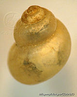 MRyRR0011 Amnicola limosus.jpg