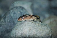 JIGP0017 Pituophis deppei.jpg