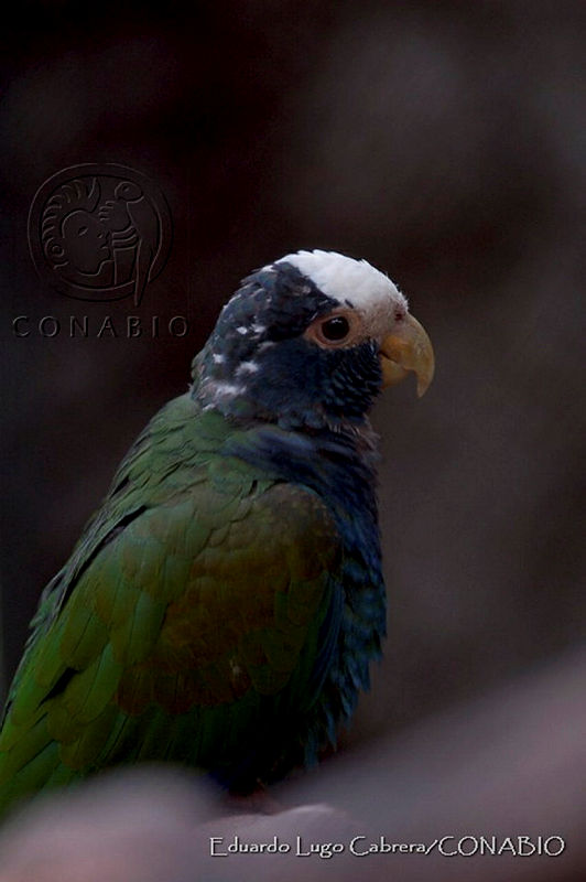 ELC0110%20Pionus%20senilis.jpg.jieN4 H0MS2vXXlhQA3g0JtbmFja29CbnFuZ3NAbXJ6LGtwZwA.JSHsi1vKsr
