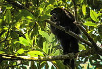 FBA0551 Alouatta pigra.jpg