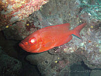 VDLCF1463 Priacanthus arenatus.jpg